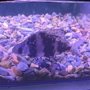 龍魚缸清潔魚：龍魚缸清潔魚種類對比