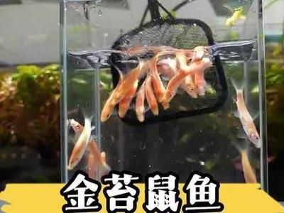 龍魚缸清潔魚：龍魚缸清潔魚種類對比