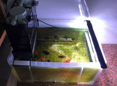 龍魚缸清潔魚：龍魚缸清潔魚種類對比