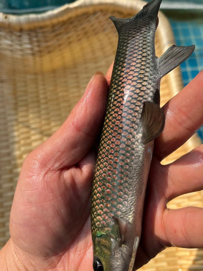 有沒有帶“華”字的霸氣龍魚圖片？