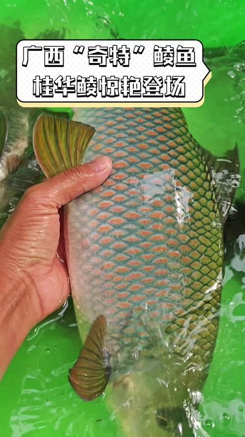 有沒有帶“華”字的霸氣龍魚圖片？