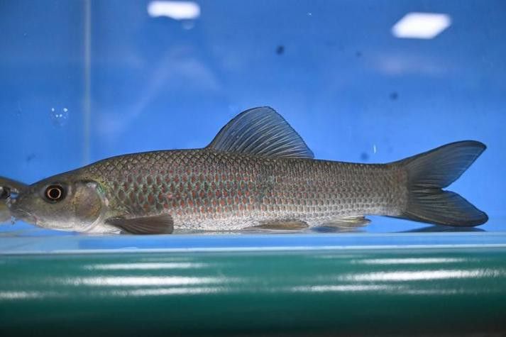 有沒有帶“華”字的霸氣龍魚圖片？