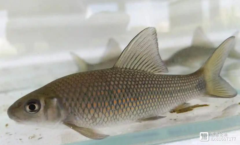有沒有帶“華”字的霸氣龍魚圖片？