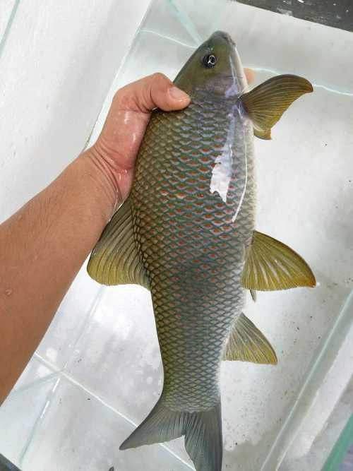 有沒有帶“華”字的霸氣龍魚圖片？