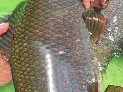 有沒有帶“華”字的霸氣龍魚圖片？