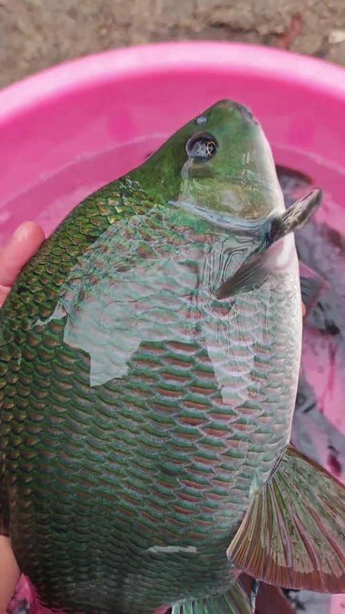 有沒有帶“華”字的霸氣龍魚圖片？