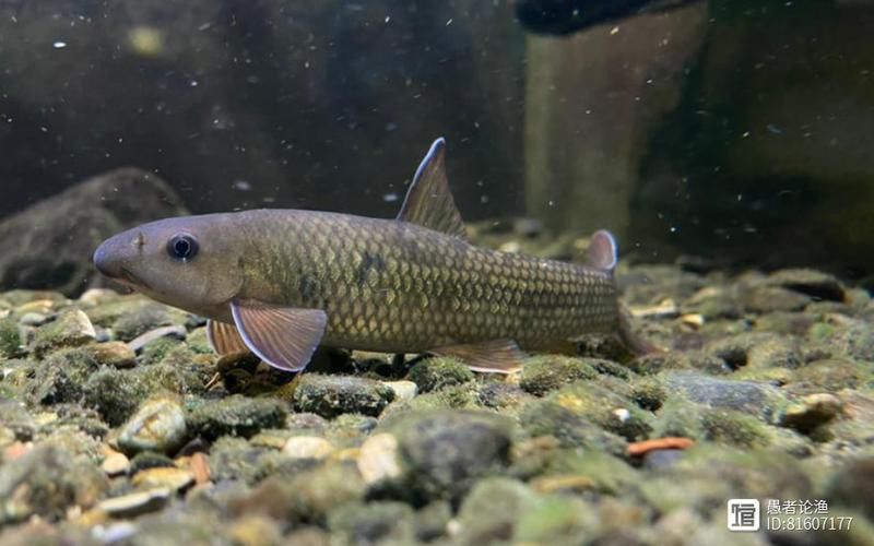 有沒有帶“華”字的霸氣龍魚圖片？