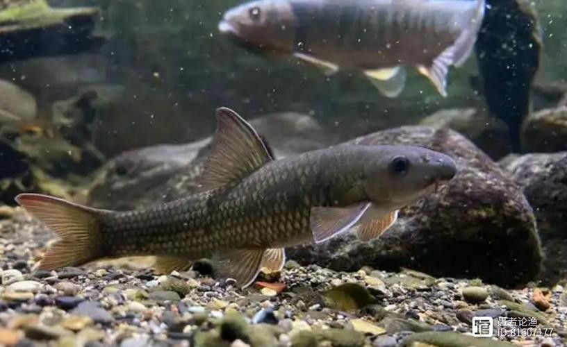有沒有帶“華”字的霸氣龍魚圖片？