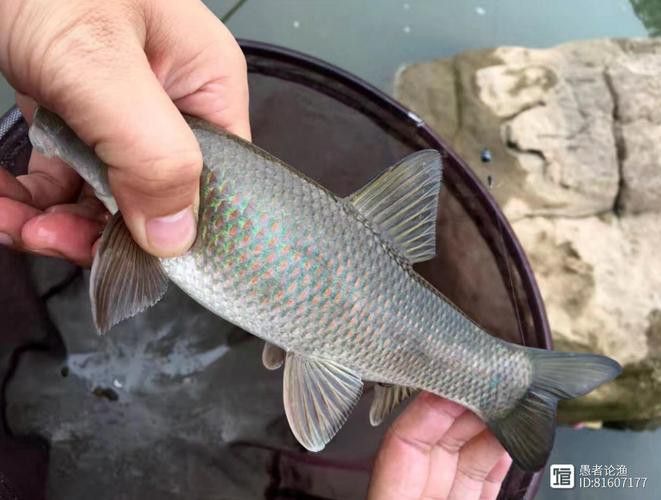 有沒有帶“華”字的霸氣龍魚圖片？