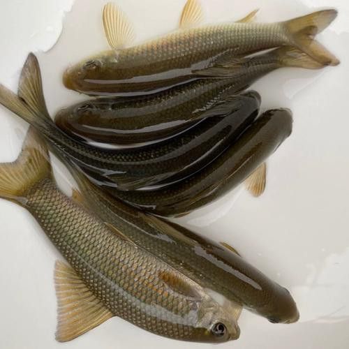 有沒有帶“華”字的霸氣龍魚圖片？