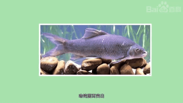 有沒有帶“華”字的霸氣龍魚圖片？
