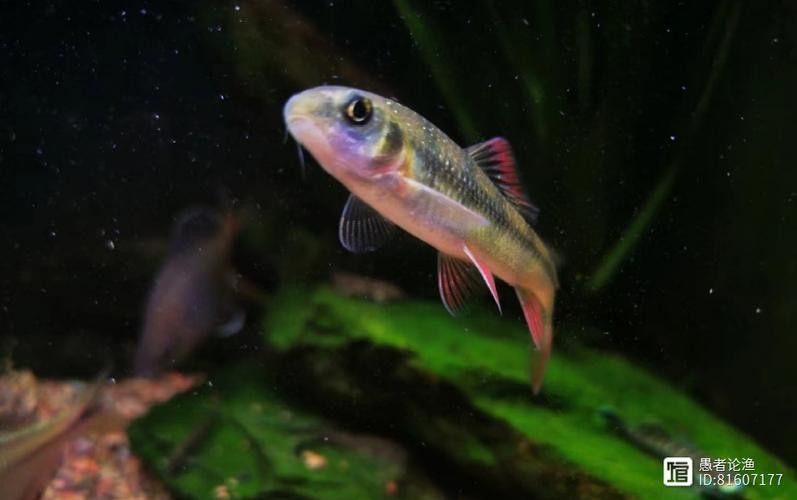 有沒有帶“華”字的霸氣龍魚圖片？