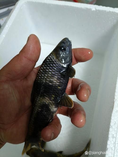 有沒有帶“華”字的霸氣龍魚圖片？