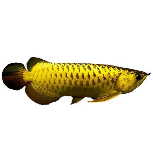 有沒有帶“華”字的霸氣龍魚圖片？