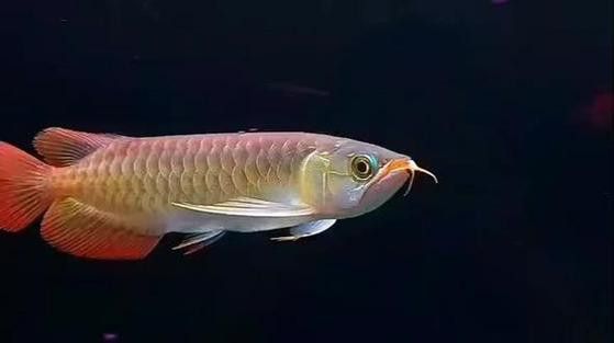有沒有帶“華”字的霸氣龍魚圖片？