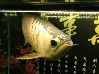 金龍魚的市場價格是多少：金龍魚市場價格查詢信息并非直接的市場價格僅供參考