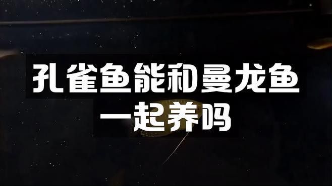 孔雀魚能和龍魚混養(yǎng)嗎怎么養(yǎng)