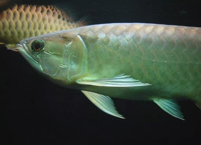 東北龍魚是什么魚圖片