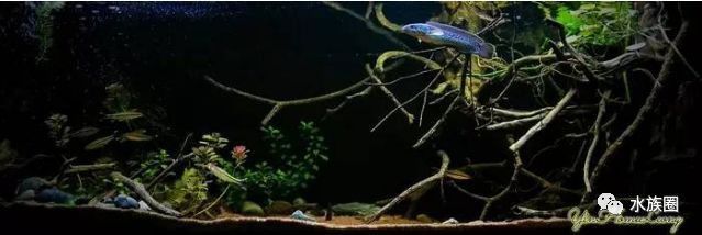 七彩雷龍魚可以長多大