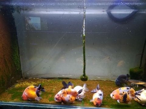 水鴉魚缸值不值得買