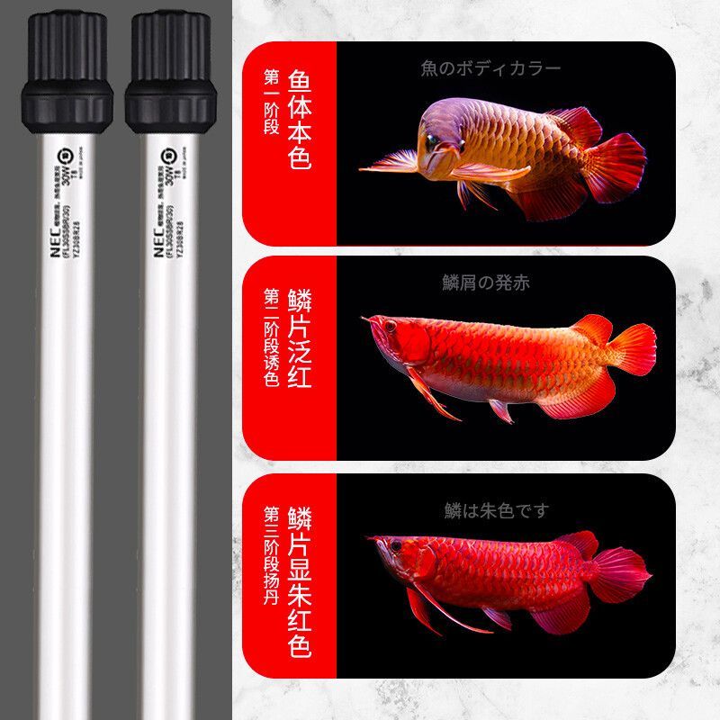 金龍魚用啥燈對龍魚發色好：金龍魚飼養中燈光的選擇要點