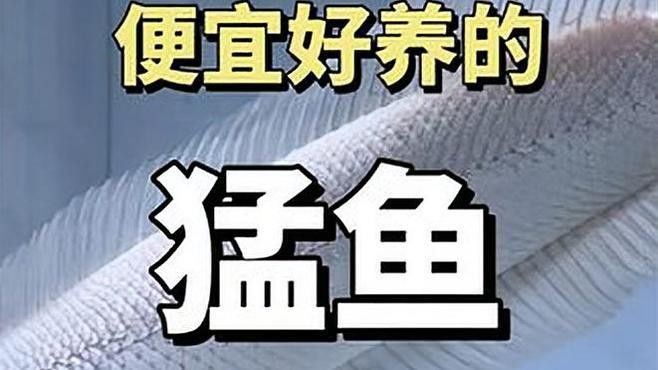 斑馬狗頭和雷龍魚哪個好養些