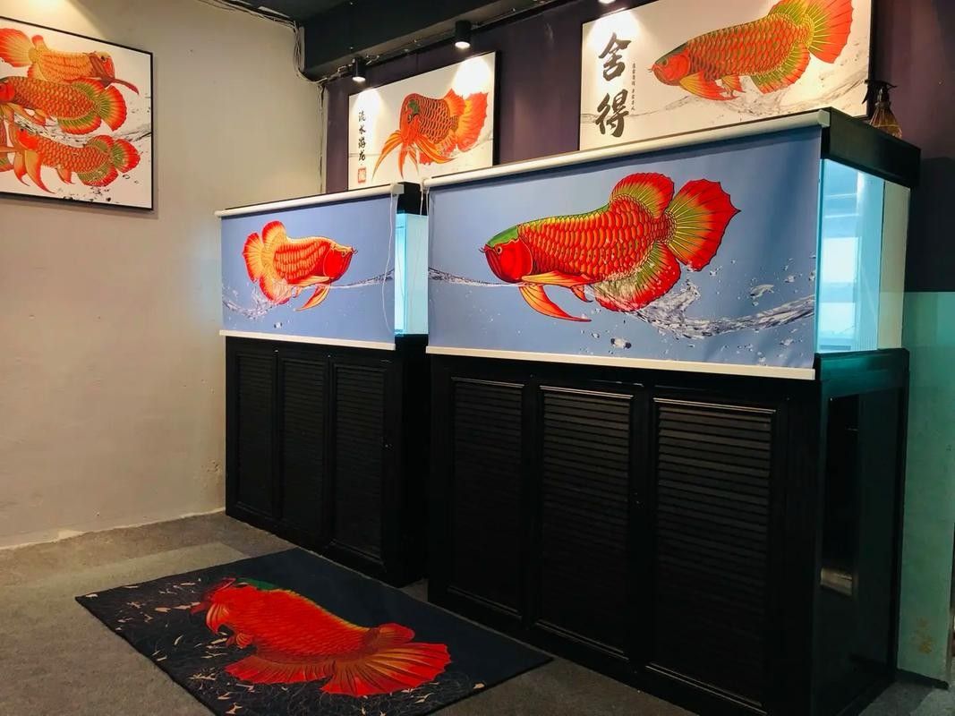 龍魚魚缸燈的擺放位置圖解