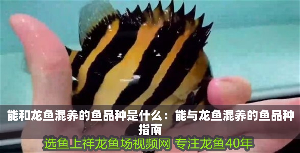 能和龍魚混養的魚品種是什么：能與龍魚混養的魚品種指南
