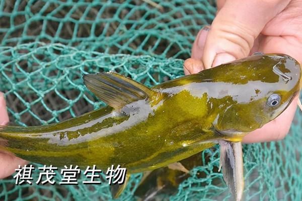 魚爛鰓一般幾天自愈