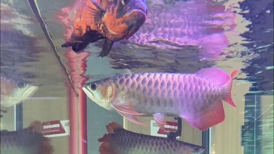 金龍魚不吃昆蟲怎么辦？