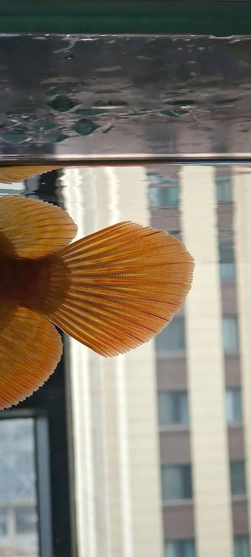 金龍魚不吃昆蟲怎么辦？