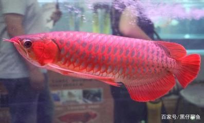 紅龍挑選標準：如何挑選紅龍魚