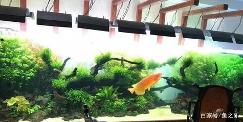 金龍魚燈管k數對發色的作用大嗎：金龍魚燈管k數對發色的作用