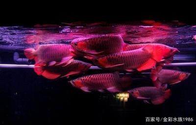 金龍魚燈管k數對發色的作用大嗎：金龍魚燈管k數對發色的作用