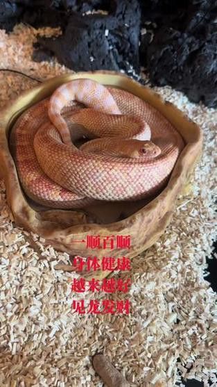 有沒有動態(tài)的招財金龍壁紙？