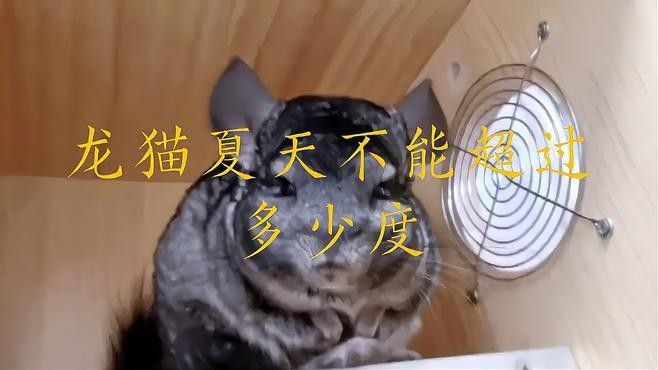 龍貓適合在什么季節飼養？