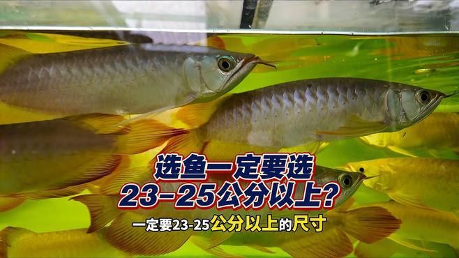 挑選龍魚時，應該選擇多大的個體？