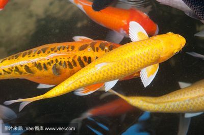鯉魚與金龍魚：鯉魚與金龍魚的區別