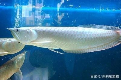 黃化銀龍苗日常護理要點：如何判斷黃化銀龍苗健康狀況，黃化銀龍苗飼料選擇指南 黃化銀龍苗日常護理要點：如何判斷黃化銀龍苗健康狀況，黃化銀龍苗飼料選擇指南 龍魚百科 第3張