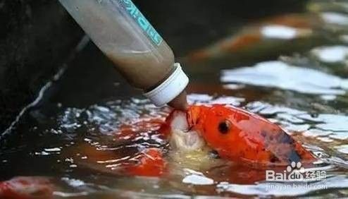 魚缸水長泡泡，如何正確使用除氯劑魚缸過濾器升級指南