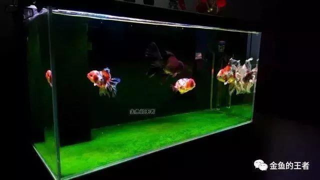 魚缸水長泡泡，如何正確使用除氯劑魚缸過濾器升級指南