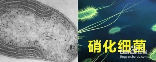 魚缸水長泡泡，如何正確使用除氯劑魚缸過濾器升級指南