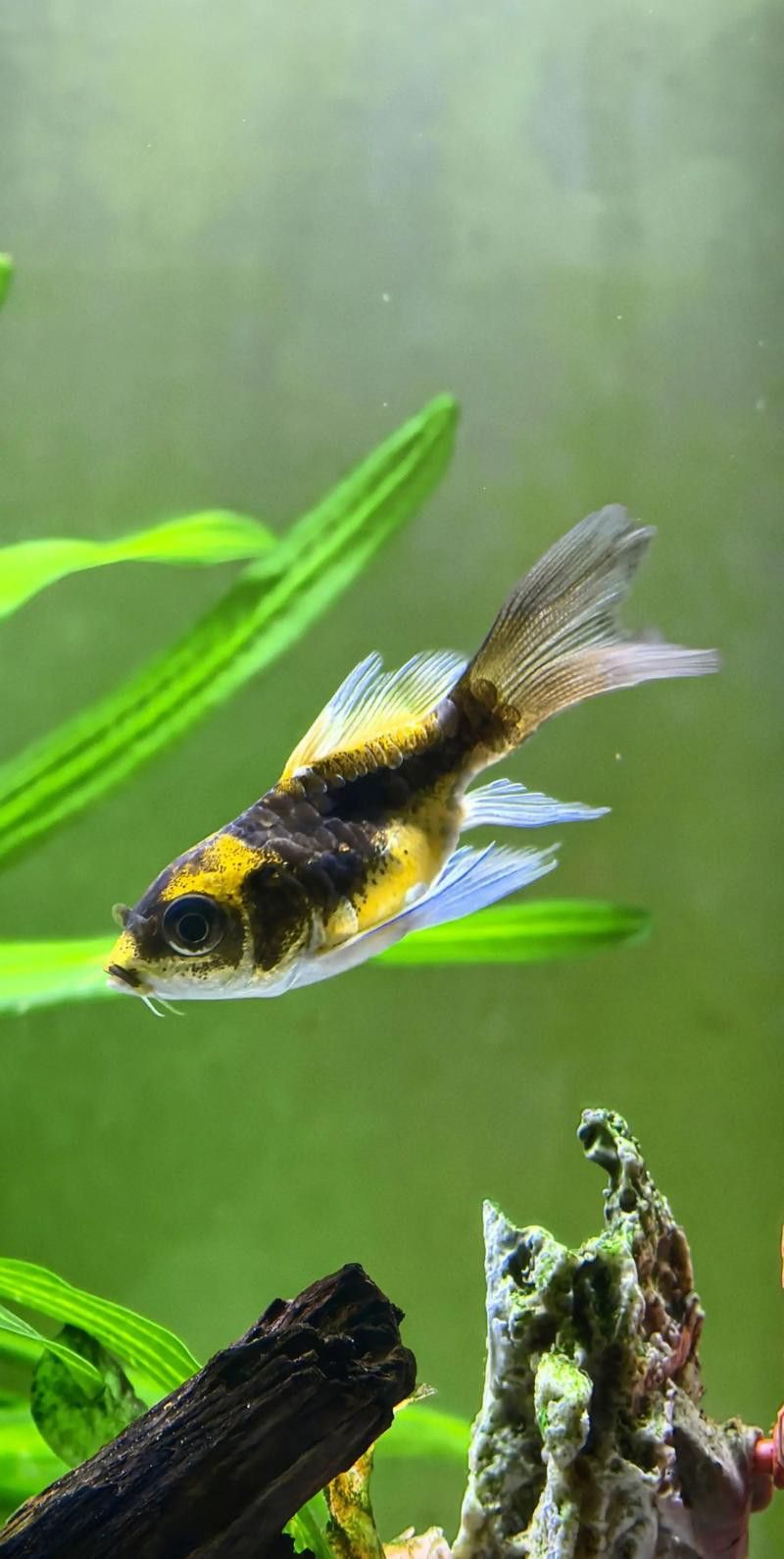 金龍魚可以和蝴蝶鯉混養嗎圖片