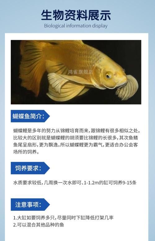 金龍魚可以和蝴蝶鯉混養嗎圖片