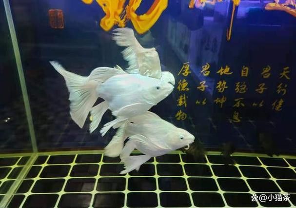 金龍魚可以和蝴蝶鯉混養嗎圖片