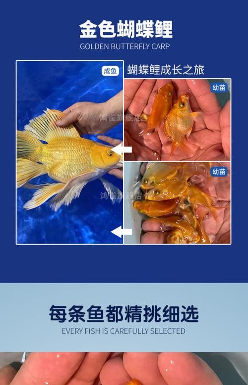 金龍魚可以和蝴蝶鯉混養嗎圖片