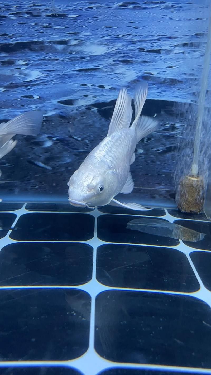 金龍魚可以和蝴蝶鯉混養嗎圖片