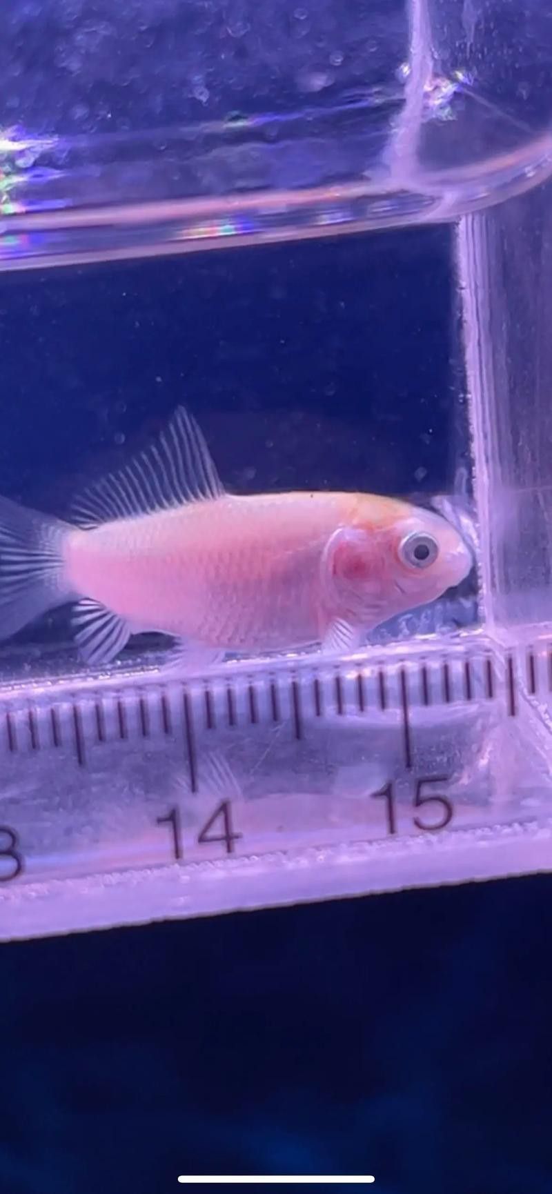 金龍魚可以和蝴蝶鯉混養嗎圖片