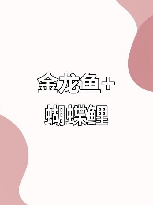 金龍魚可以和蝴蝶鯉混養嗎圖片