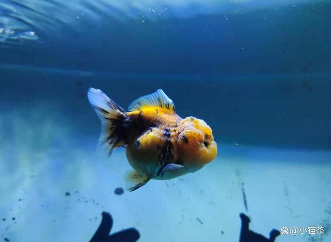 金龍魚可以和蝴蝶鯉混養嗎圖片